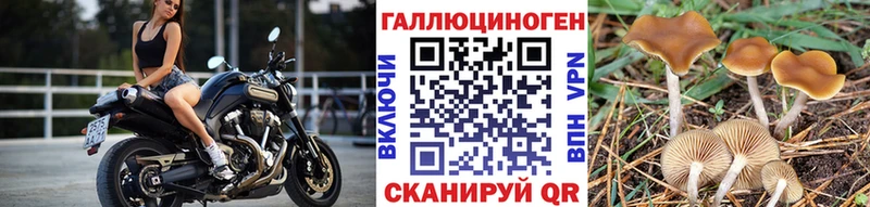Псилоцибиновые грибы мицелий  Гулькевичи 